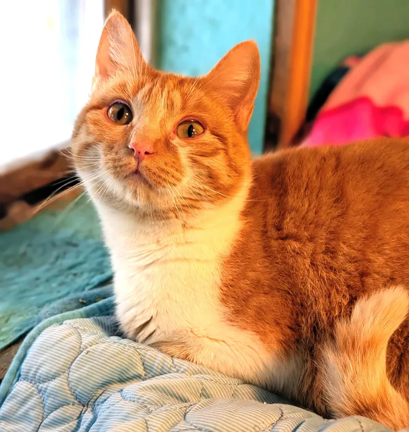 Princess Penelope thumbnail 6