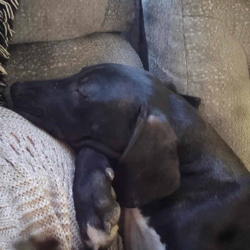 Jasper