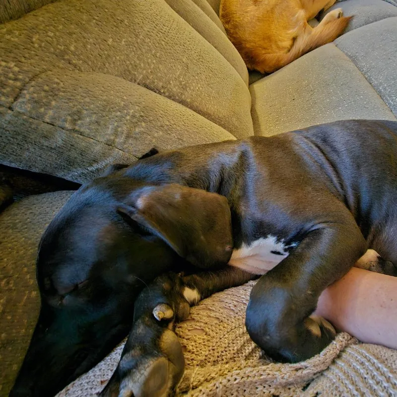 Jasper thumbnail 2