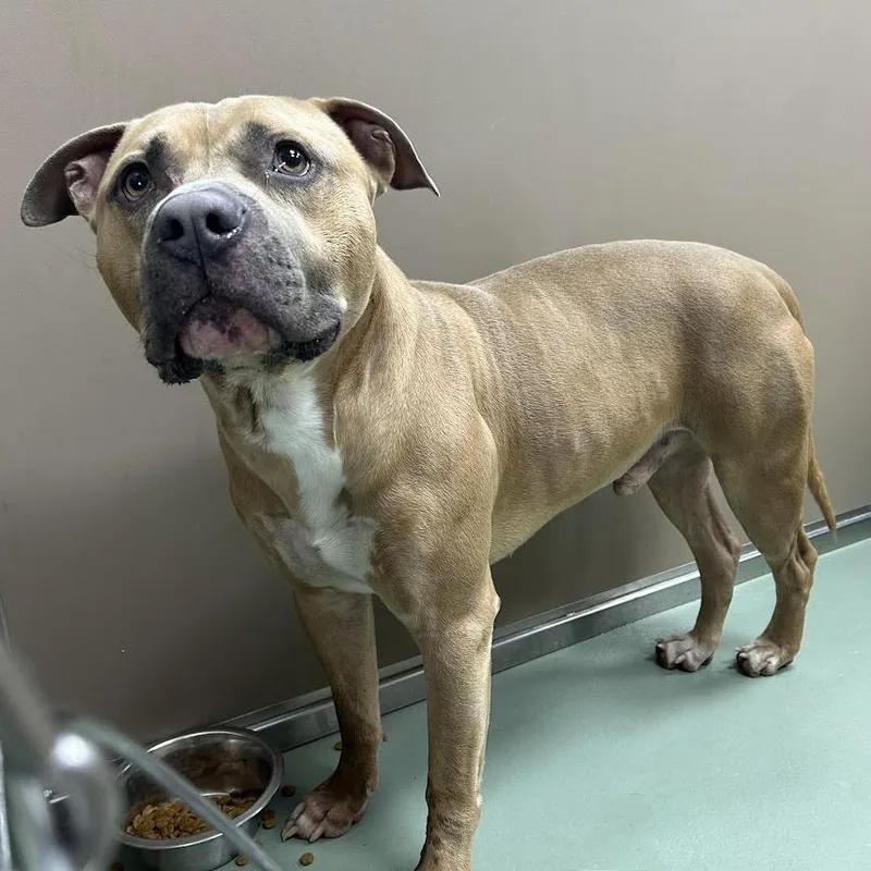 An adult small-sized male Yellow / Tan / Blond / Fawn Pit Bull Terrier dog named Svasstray for adoption in Lyndhurst, VA
