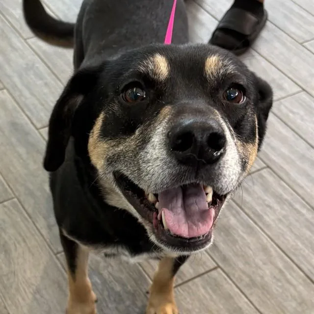 An adult medium-sized male Black and Tan Coonhound dog named Odin for adoption in St. Louis, MO