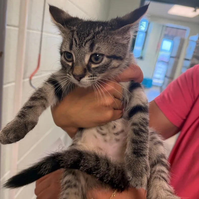 A baby small-sized male Brown / Chocolate Domestic Short Hair cat named Jax for adoption in Waukesha, WI