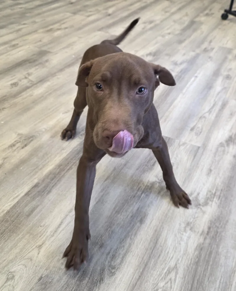 Mr. Mole thumbnail 2