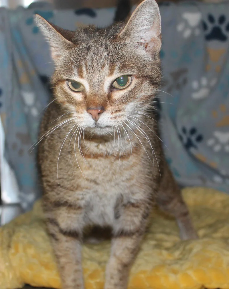 A young medium-sized female Domestic Short Hair cat named Mia for adoption in Prattville, AL