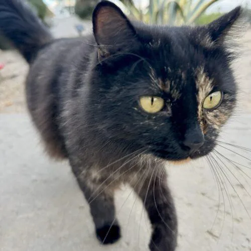 A baby medium-sized female Tortoiseshell cat named Baby for adoption in Coachella, CA