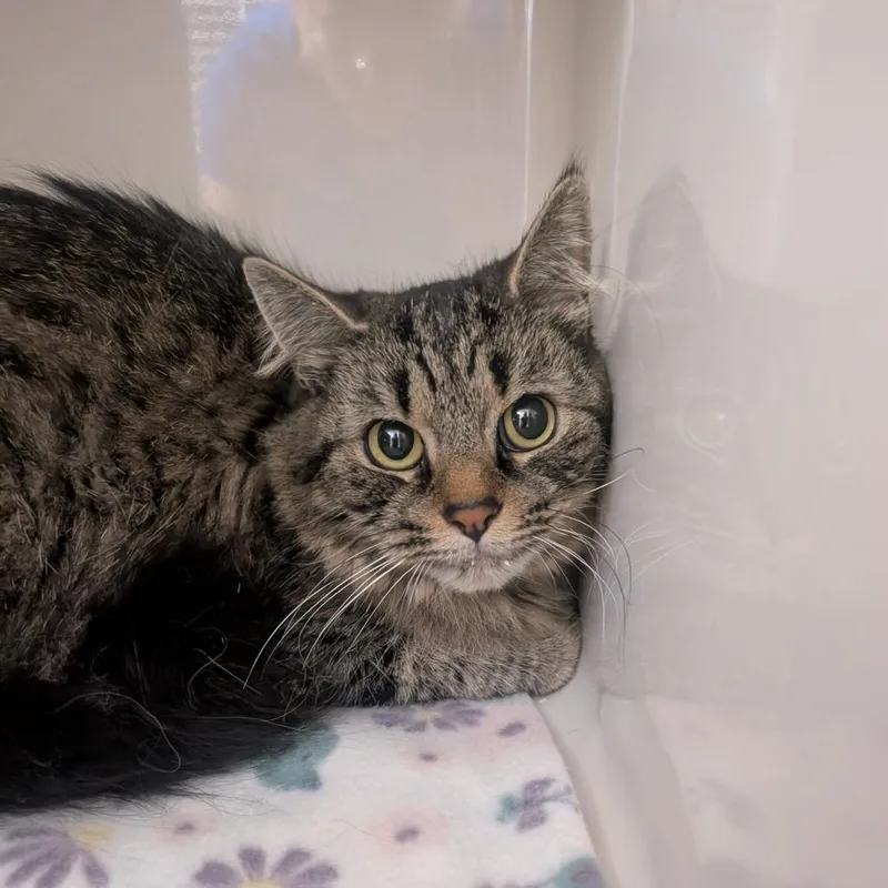 An adult medium-sized female Black Domestic Long Hair cat named Shasta for adoption in Watertown, NY