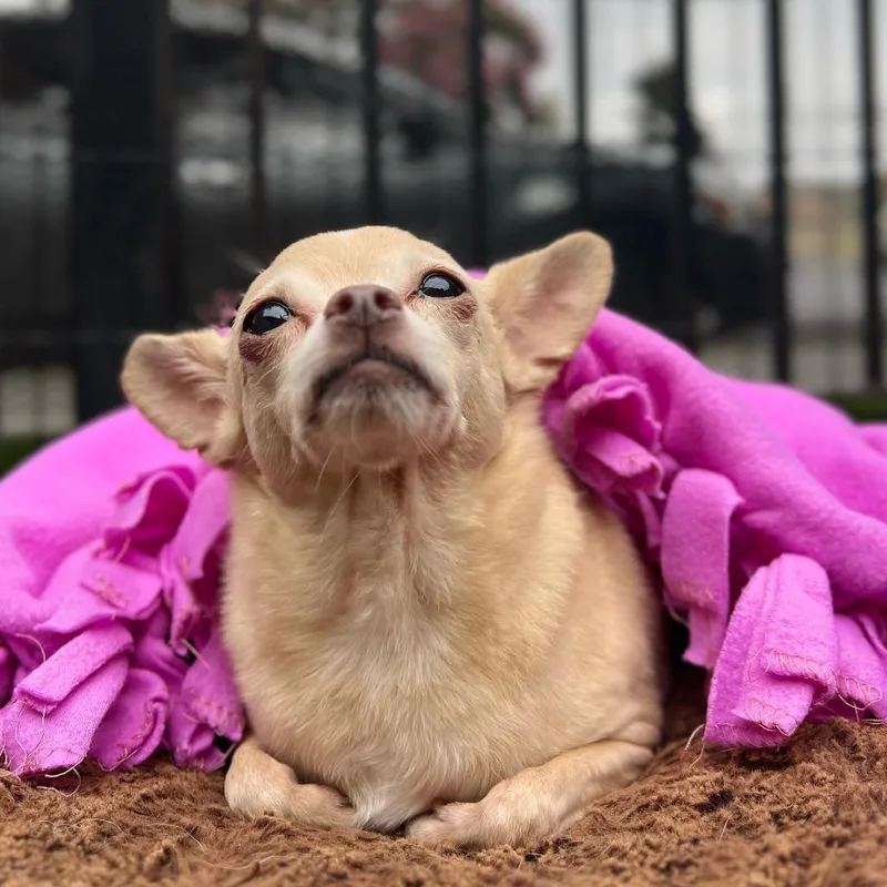 A senior small-sized female Yellow / Tan / Blond / Fawn Chihuahua dog named Penny for adoption in San Francisco, CA