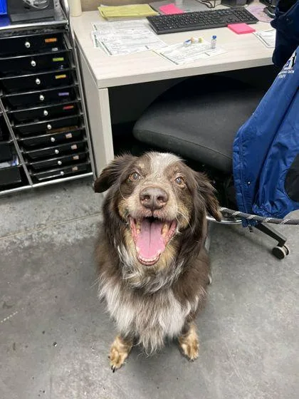 An adult large-sized male Australian Shepherd dog named B Auggie for adoption in North Charleston, SC