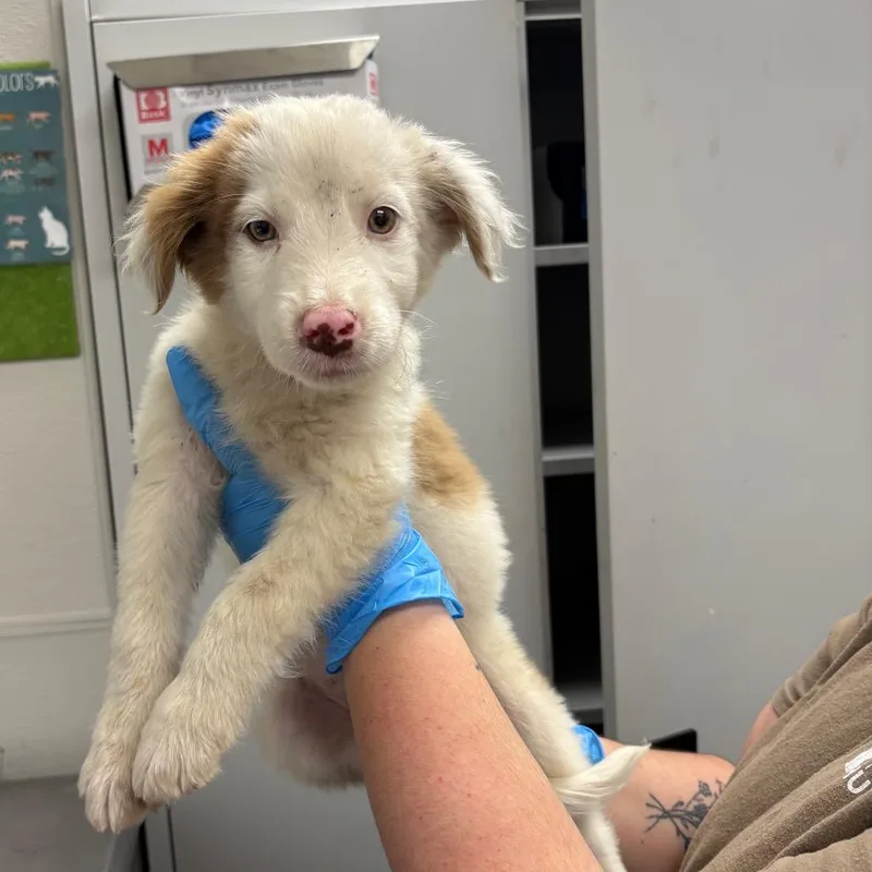 A baby medium-sized male White / Cream Mixed Breed dog named Blue for adoption in Columbiana, AL