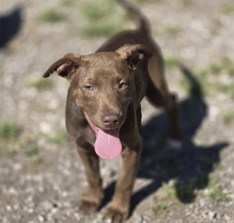 A young medium-sized male Mixed Breed dog named Simba for adoption in Chatsworth, GA