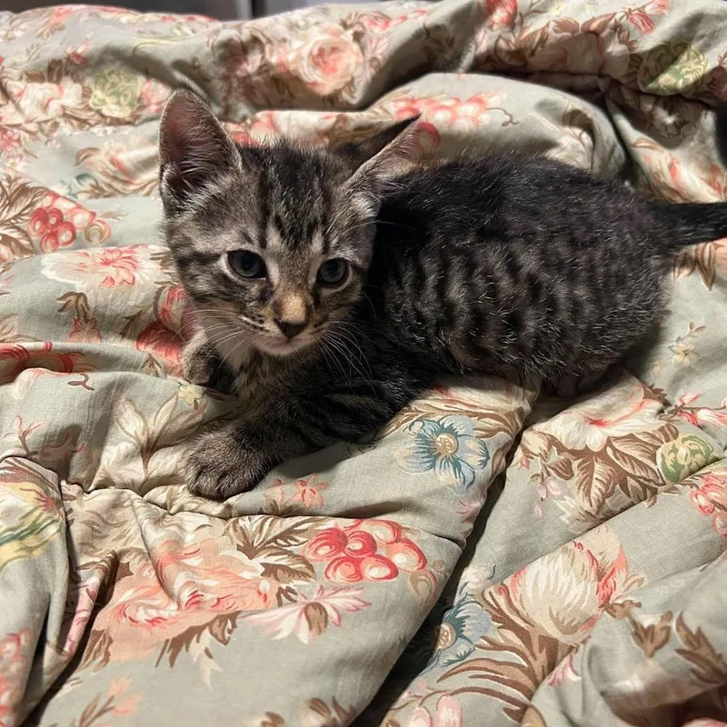 A baby small-sized male Brown / Chocolate Domestic Short Hair cat named Tobey for adoption in Odenville, AL