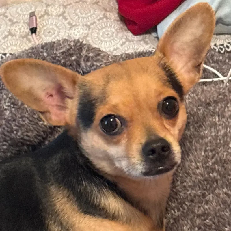 An adult small-sized male Brown / Chocolate Chihuahua dog named Bear for adoption in Waco, TX