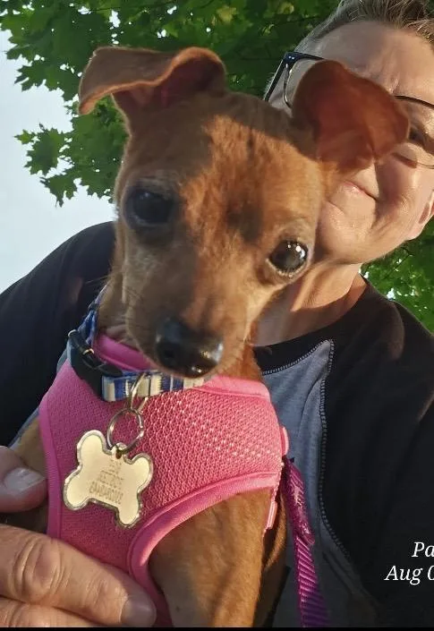 An adult small-sized female Miniature Pinscher dog named Ava for adoption in Coatesville, PA