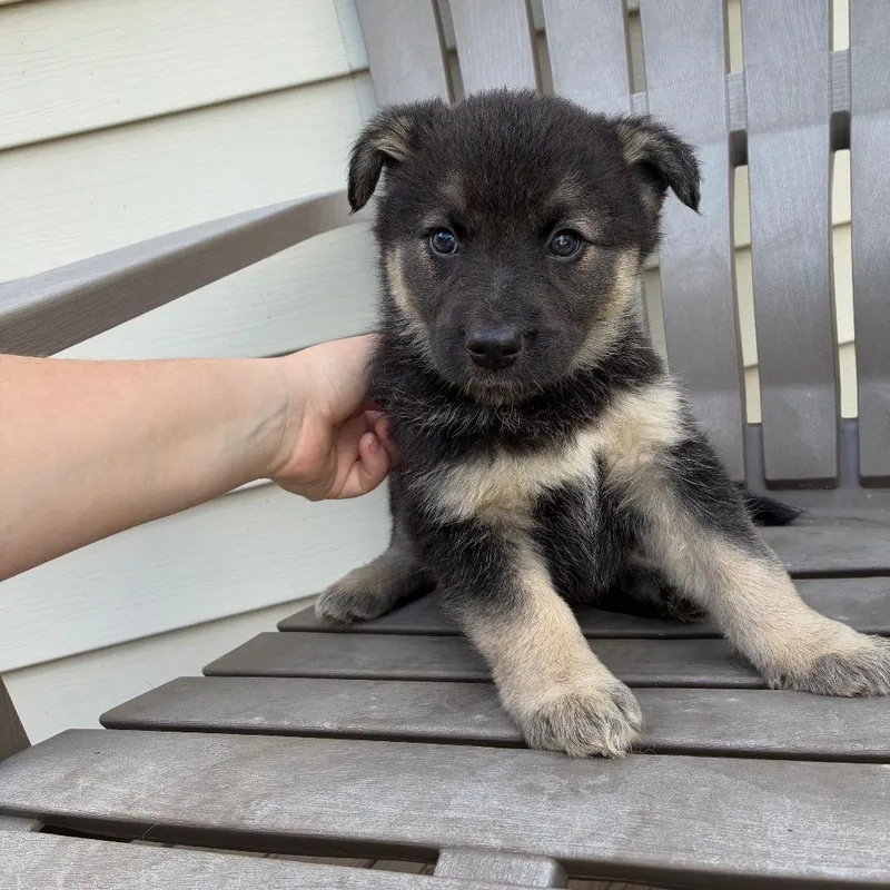 A baby large-sized female Black German Shepherd Dog dog named Nix for adoption in Alexandria, VA