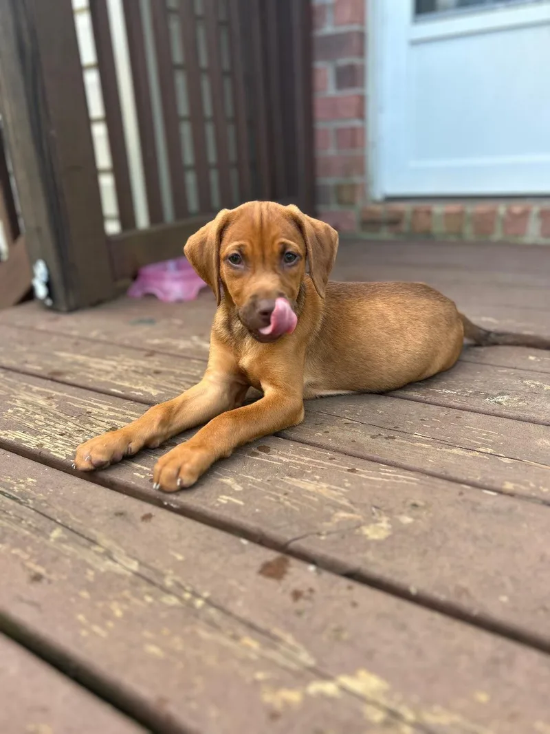 Caramel