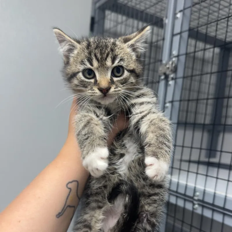 Tabby and White Male