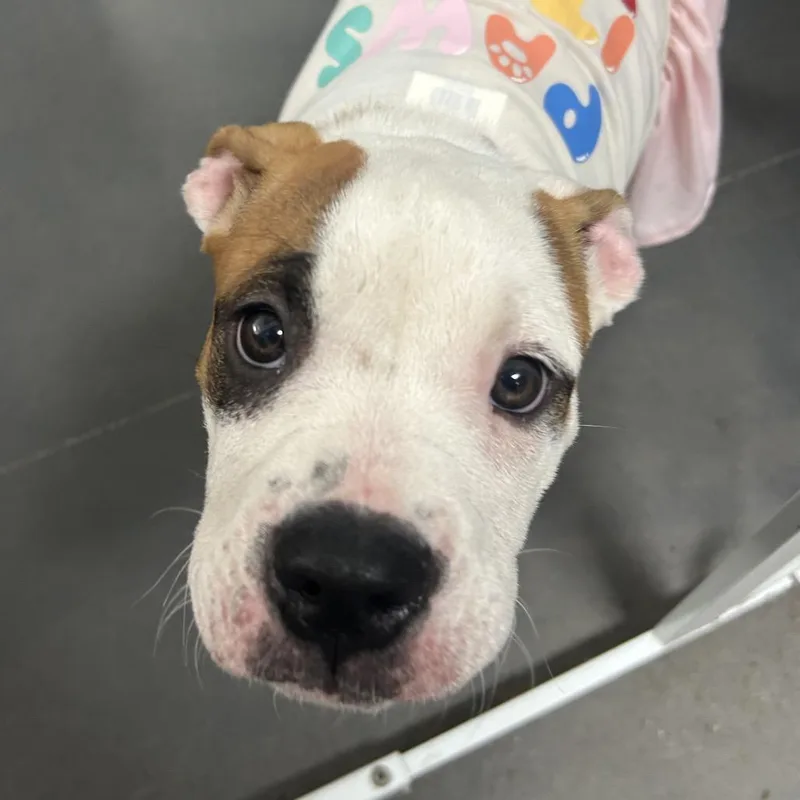 A baby medium-sized female White / Cream Boxer dog named Marnie for adoption in Normal, IL