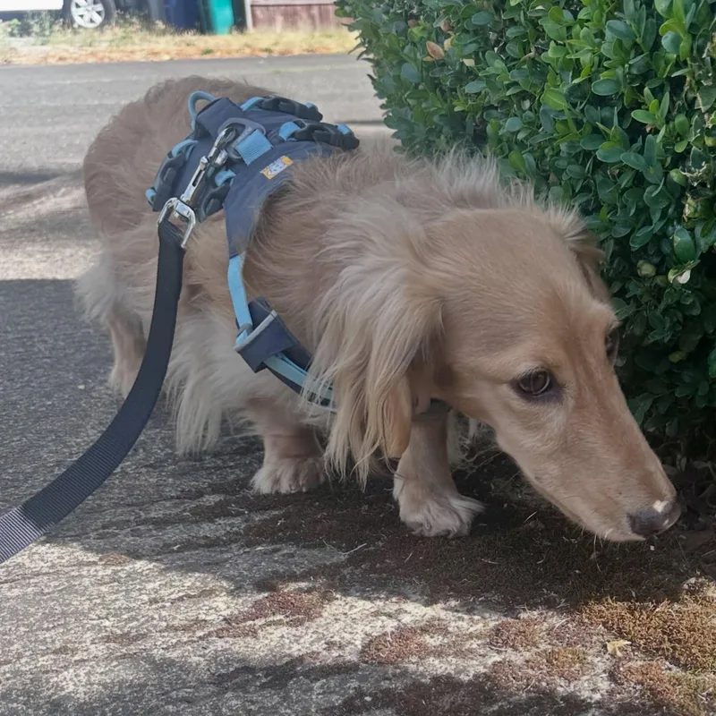An adult medium-sized male White / Cream Dachshund dog named Kona for adoption in Portland, OR