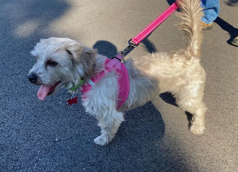 Steffie  Plunkett thumbnail 2