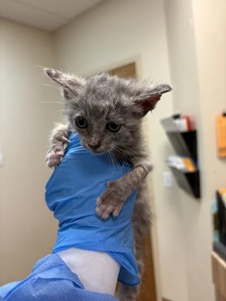A baby small-sized female Domestic Short Hair cat named Luwa for adoption in Kennewick, WA