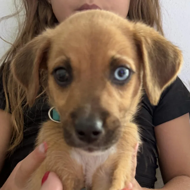 A baby small-sized male Apricot / Beige Terrier dog named Coco Boy for adoption in Carolina, PR