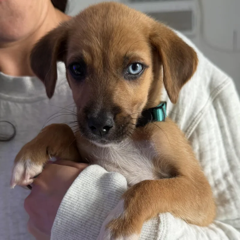 Coco Boy thumbnail 2