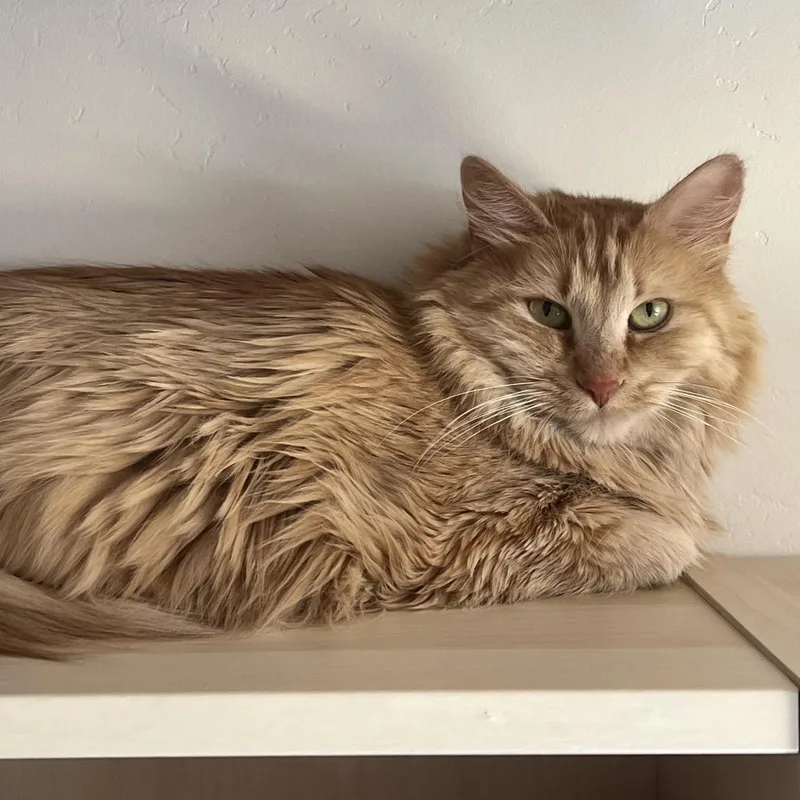 Golden Girl