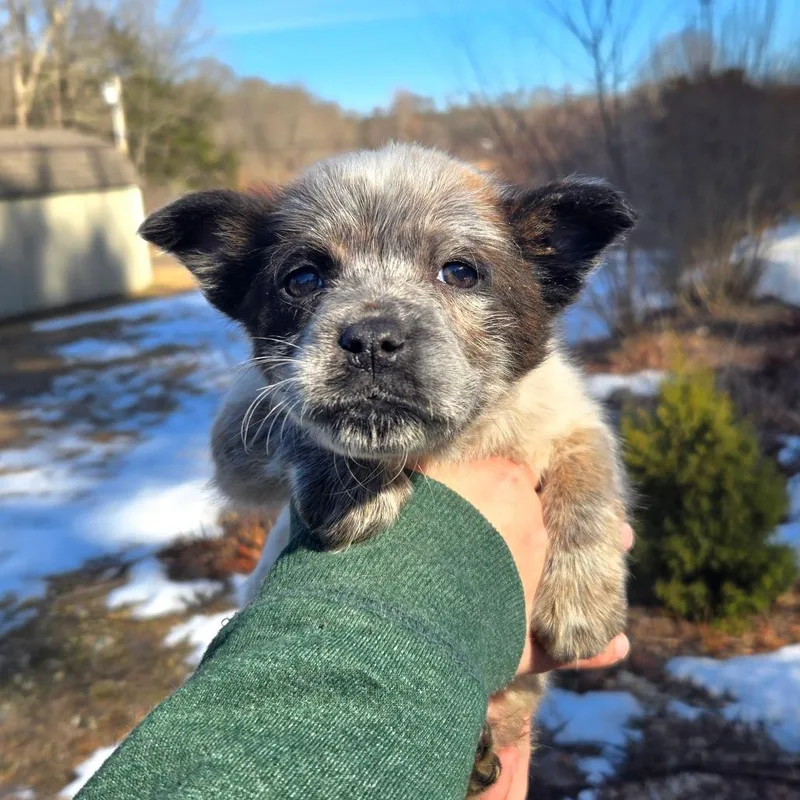 Ct Velma Dinkley Avail thumbnail 2