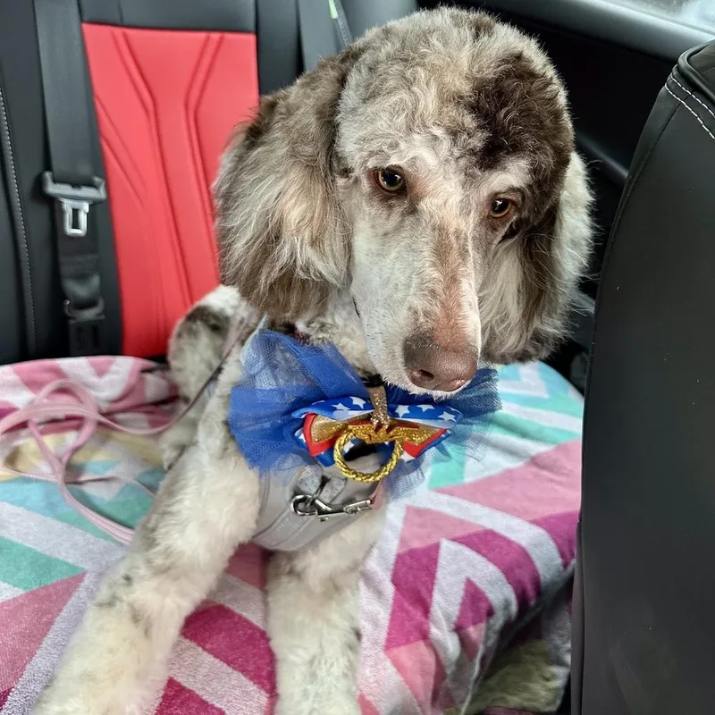 A young medium-sized female Tricolor (Brown, Black, & White) Poodle dog named Pearl for adoption in Orlando, FL