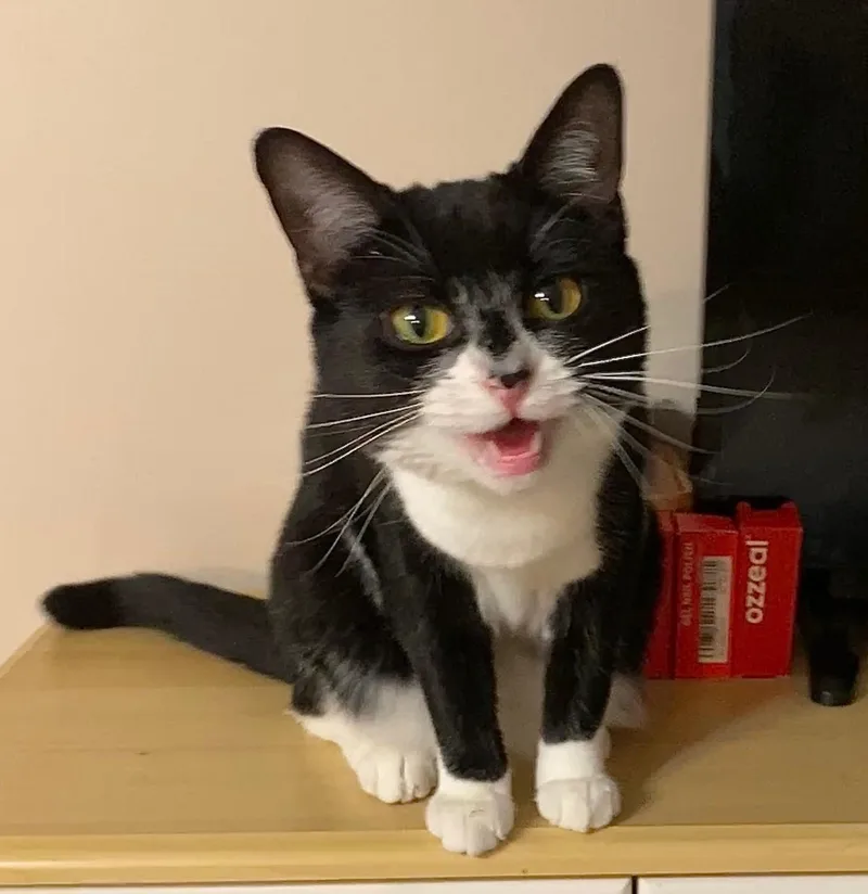 Annabelle thumbnail 2