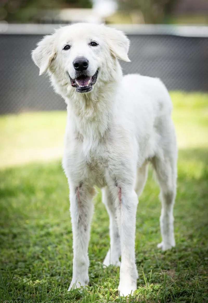 An adult large-sized female Great Pyrenees dog named Athena HTX for adoption in Quinlan, TX