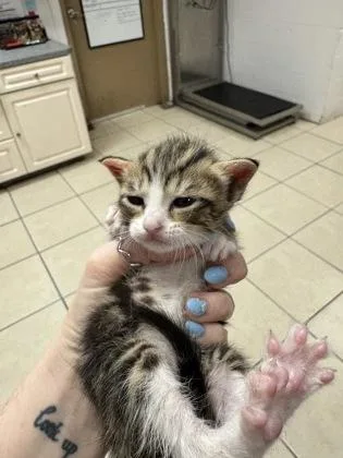 A baby small-sized female Domestic Short Hair cat named Miss Crabtree for adoption in Largo, FL