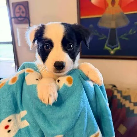 A baby medium-sized male White / Cream Border Collie dog named Bennett for adoption in Alma, WI