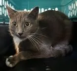 An adult small-sized female Gray & White Domestic Short Hair cat named Adelaide for adoption in Lansing, MI
