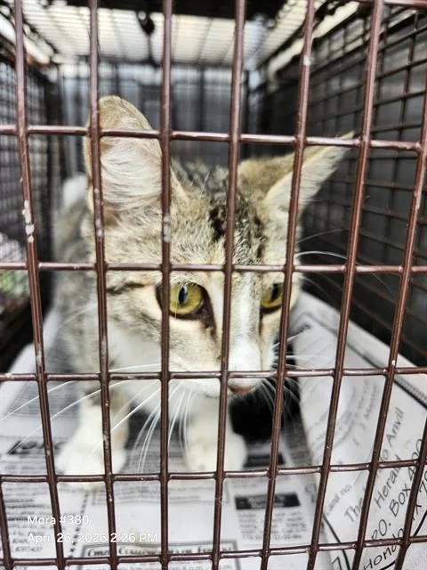 A young medium-sized female Domestic Medium Hair cat named Mama for adoption in San Antonio, TX
