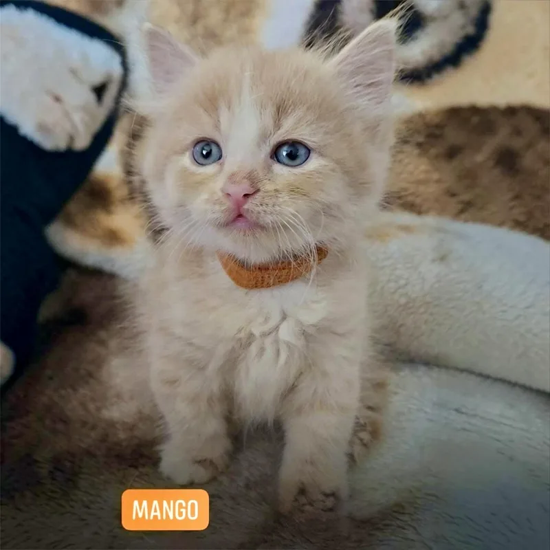 A baby medium-sized female Orange & White Domestic Medium Hair cat named Mango for adoption in Hillsborough, NJ