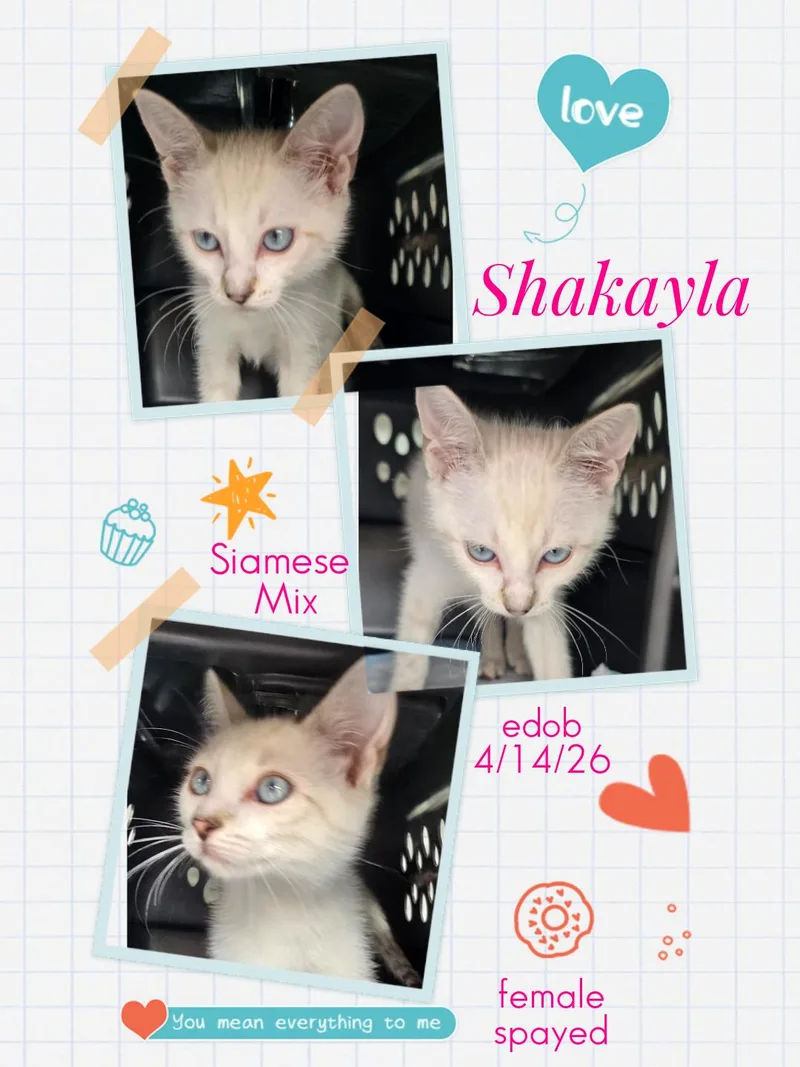 Shakayla WAT thumbnail 4