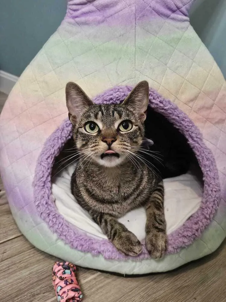 An adult medium-sized female Domestic Short Hair cat named Nyx for adoption in Hudson, NH