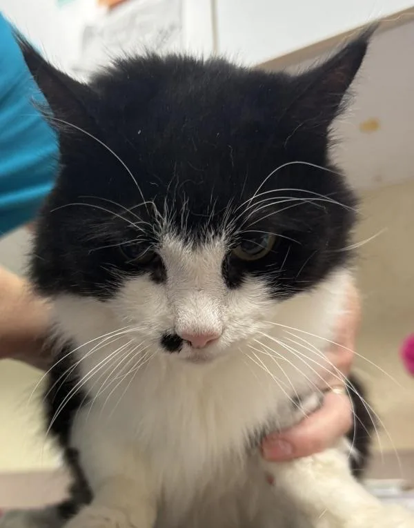 An adult small-sized female Domestic Short Hair cat named Journey for adoption in Salisbury, MD