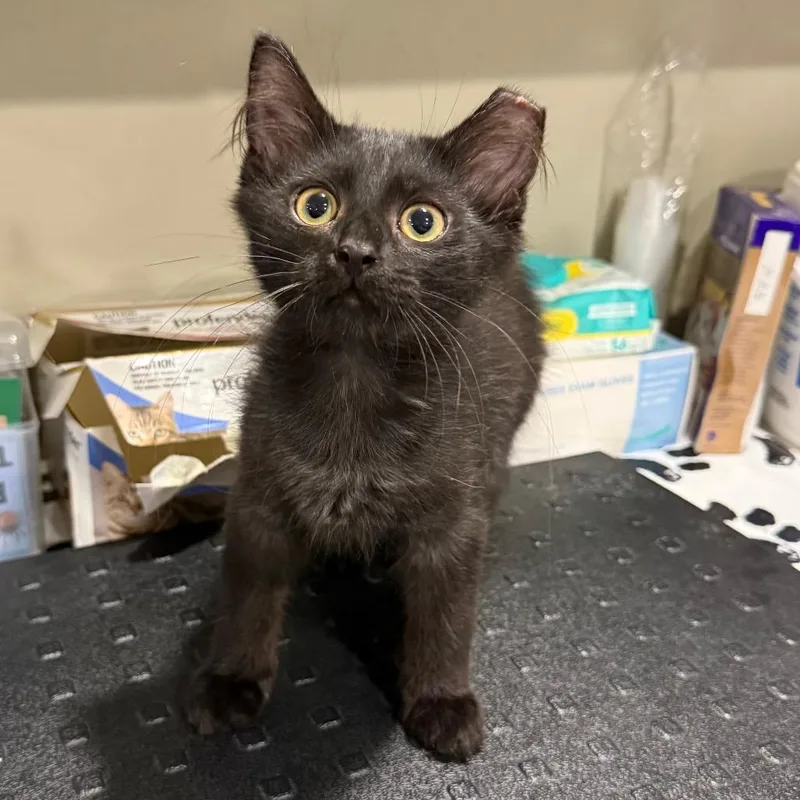 A baby small-sized male Black Domestic Medium Hair cat named Morty for adoption in Bridgeville, PA