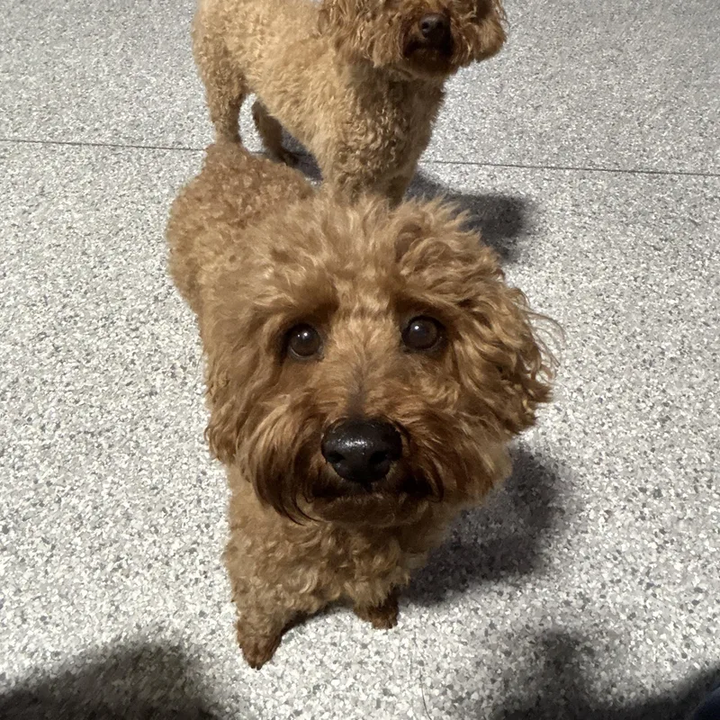 An adult small-sized female Red / Chestnut / Orange Miniature Poodle dog named Chloe. Lapdog lbs for adoption in Antwerp, OH