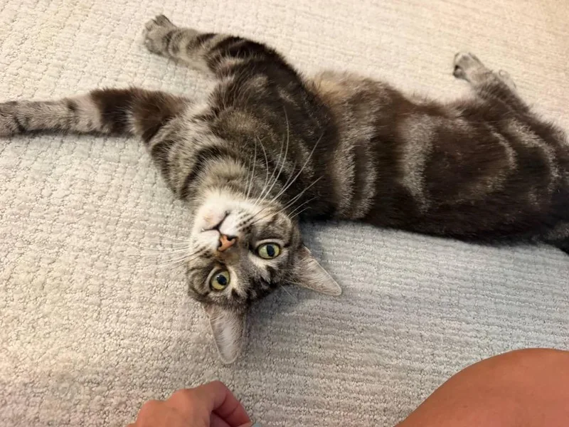 A senior medium-sized male Domestic Short Hair cat named Guy for adoption in Hot Springs, AR