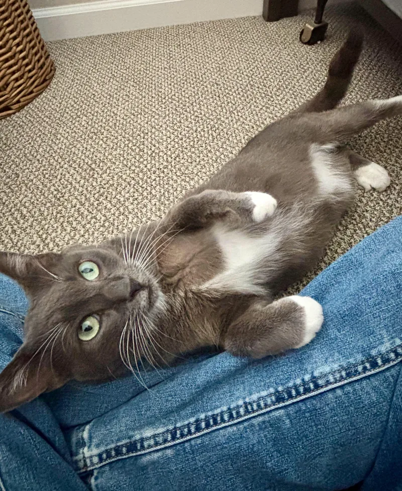 An adult medium-sized male Gray & White Domestic Short Hair cat named Smokey for adoption in San Juan Capistrano, CA