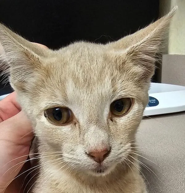 A baby small-sized male Domestic Short Hair cat named Gunner for adoption in Salisbury, MD