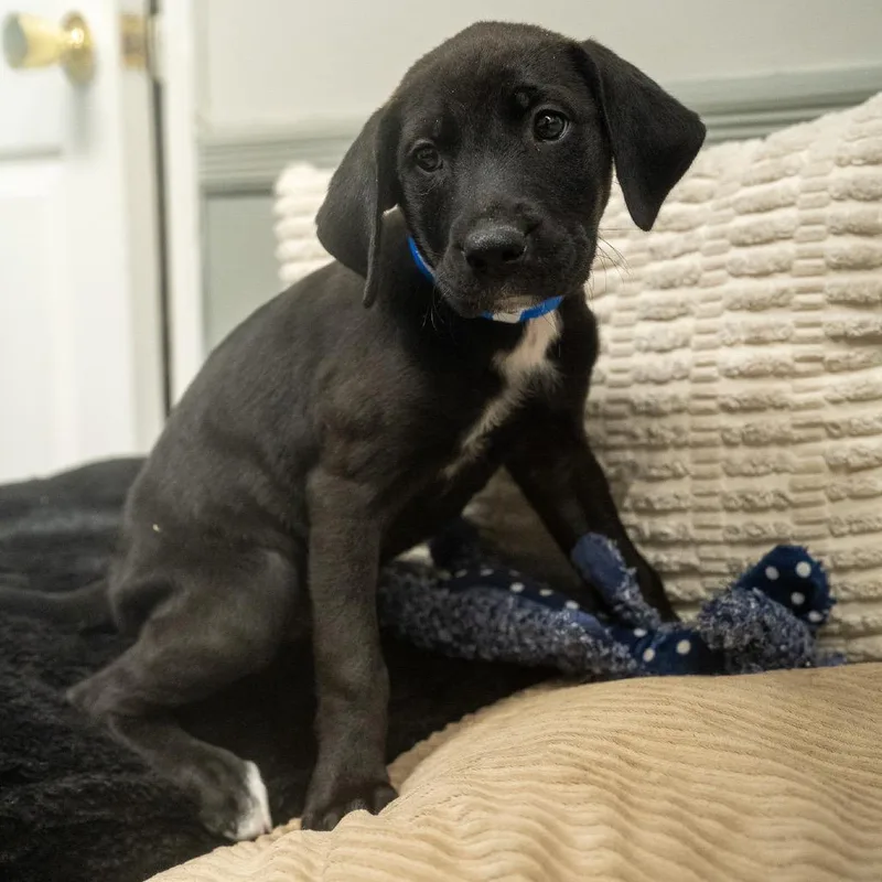 A baby medium-sized male Black Labrador Retriever dog named Raymond for adoption in Pawling, NY