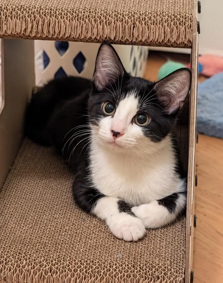 A baby small-sized female Black & White / Tuxedo Domestic Short Hair cat named Guppy for adoption in Chicago, IL