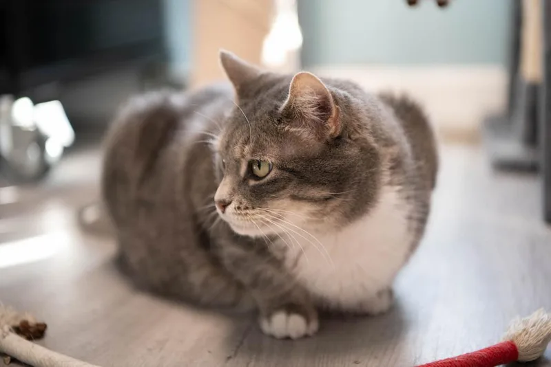 Squeaker thumbnail 2