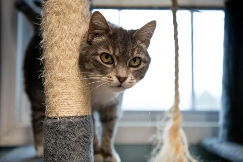 Squeaker thumbnail 3