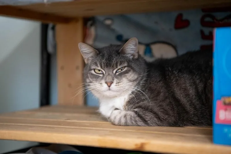 Squeaker thumbnail 6