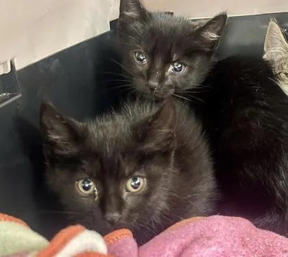 A baby small-sized male Domestic Short Hair cat named Inky for adoption in Palm Coast, FL